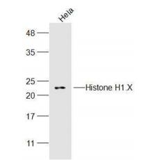 Anti-Histone H1.X antibody