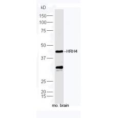 Anti-HRH4 antibody