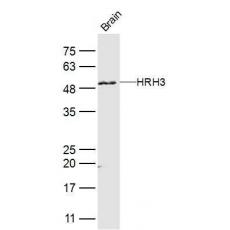 Anti-HRH3 antibody