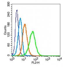 Anti-Integrin Alpha V + Beta 3 (CD51+CD61) antibody