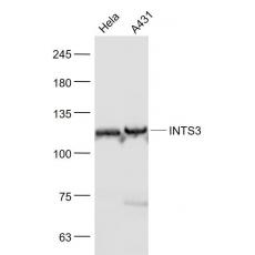 Anti-INTS3 antibody