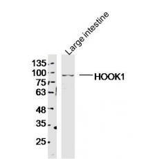 Anti-HOOK1 antibody