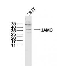 Anti-JAMC antibody