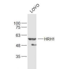 Anti-HRH1 antibody