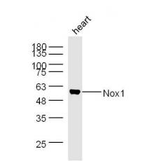 Anti-Nox1 antibody