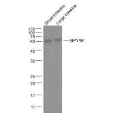 Anti-NPY4R antibody