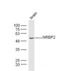 Anti-NRBP2 antibody