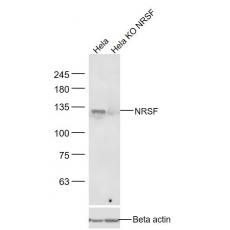 Anti-NRSF antibody