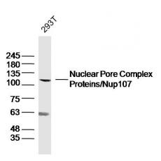 Anti-Nuclear Pore Complex Proteins/Nup107 antibody