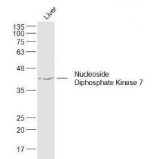 Anti-Nucleoside Diphosphate Kinase 7 antibody