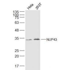 Anti-NUP43 antibody