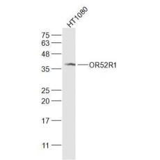 Anti-OR52R1 antibody