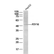 Anti-P2Y10 antibody