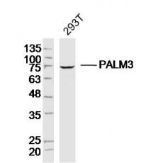 Anti-PALM3 antibody