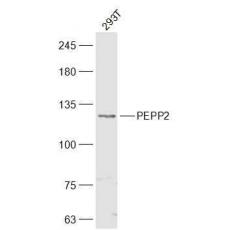 Anti-PEPP2 antibody