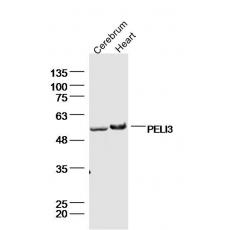 Anti-PELI3 antibody