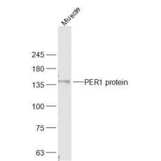 Anti-PER1 protein antibody