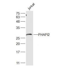 Anti-PHAPI2 antibody