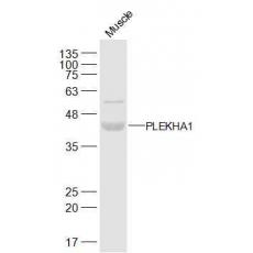 Anti-PLEKHA1 antibody