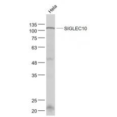 Anti-SIGLEC10 antibody