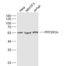 Anti-PPP2R1A antibody