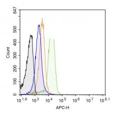 Anti-Prostaglandin E Receptor EP1 antibody