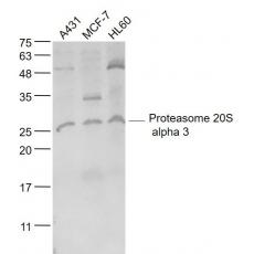 Anti-Proteasome 20S alpha 3 antibody