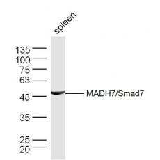 Anti-MADH7/Smad7 antibody