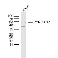 Anti-PYROXD2 antibody