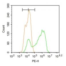 Anti-RBM20 antibody