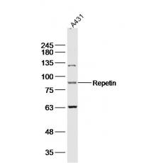 Anti-Repetin antibody