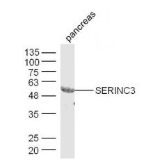 Anti-SERINC3 antibody