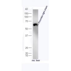 Anti-Thrombin light chain antibody