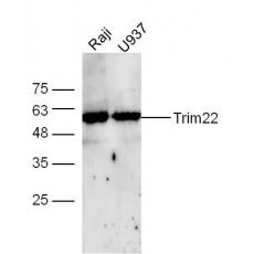 Anti-Trim22 antibody