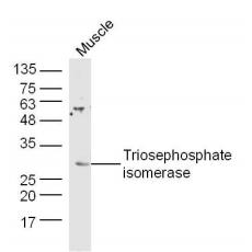 Anti-Triosephosphate isomerase antibody