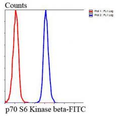 Anti-p70 S6 Kinase beta 1 antibody