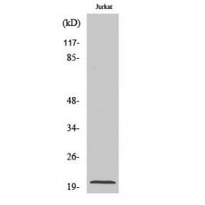 Anti-Cleaved-Caspase-7 p20 antibody