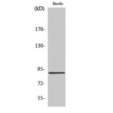 Anti-Kanadaptin antibody