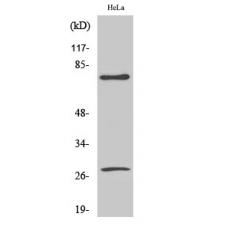 Anti-Cleaved-Lamin A (D230) antibody