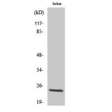 Anti-Cleaved-KLK8 (V33) antibody