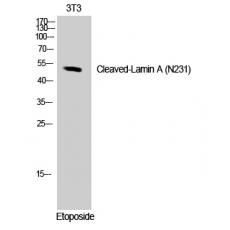 Anti-Cleaved-Lamin A (N231) antibody