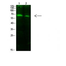 Anti-ACSS1 (Acetyl-K642) antibody