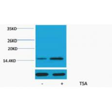 Anti-Histone H2A (Acetyl Lys15) antibody