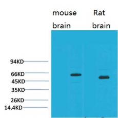 Anti-EAAT2 antibody