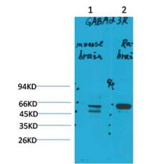 Anti-GABA A Receptor α3 antibody