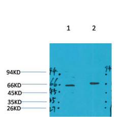 Anti-GABA A Receptor α4 antibody