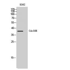 Anti-Cdc50B antibody