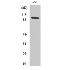 Anti-C6 antibody