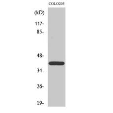 Anti-Brp16 antibody