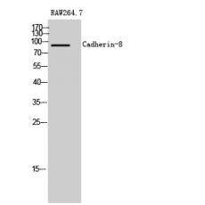 Anti-Cadherin-8 antibody